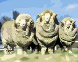 Merino's