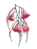 Gumnut Flowers