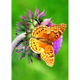 Butterfly Diy Paint by Numbers Kits DIY PBN96421 - NEEDLEWORK KITS