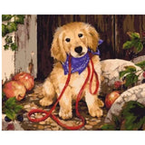 Dog Diy Paint By Numbers Kits ZXQ2496 - NEEDLEWORK KITS