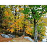 Landscape Forest Diy Paint By Numbers WM-400 - NEEDLEWORK KITS