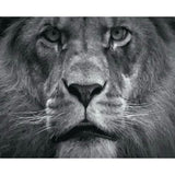 Lion Diy Paint By Numbers Kits VM95701 - NEEDLEWORK KITS