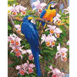 Parrot Diy Paint By Numbers Kits WM-1779 - NEEDLEWORK KITS