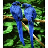 Parrot Diy Paint By Numbers Kits ZXQ007 - NEEDLEWORK KITS